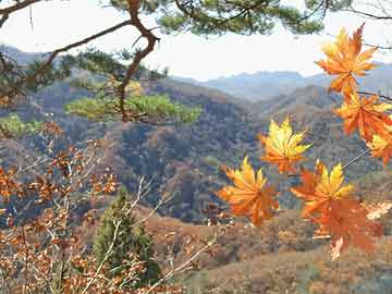 新澳門六開彩開獎(jiǎng)結(jié)果和查詢,最新碎析解釋說法_智能版91.811