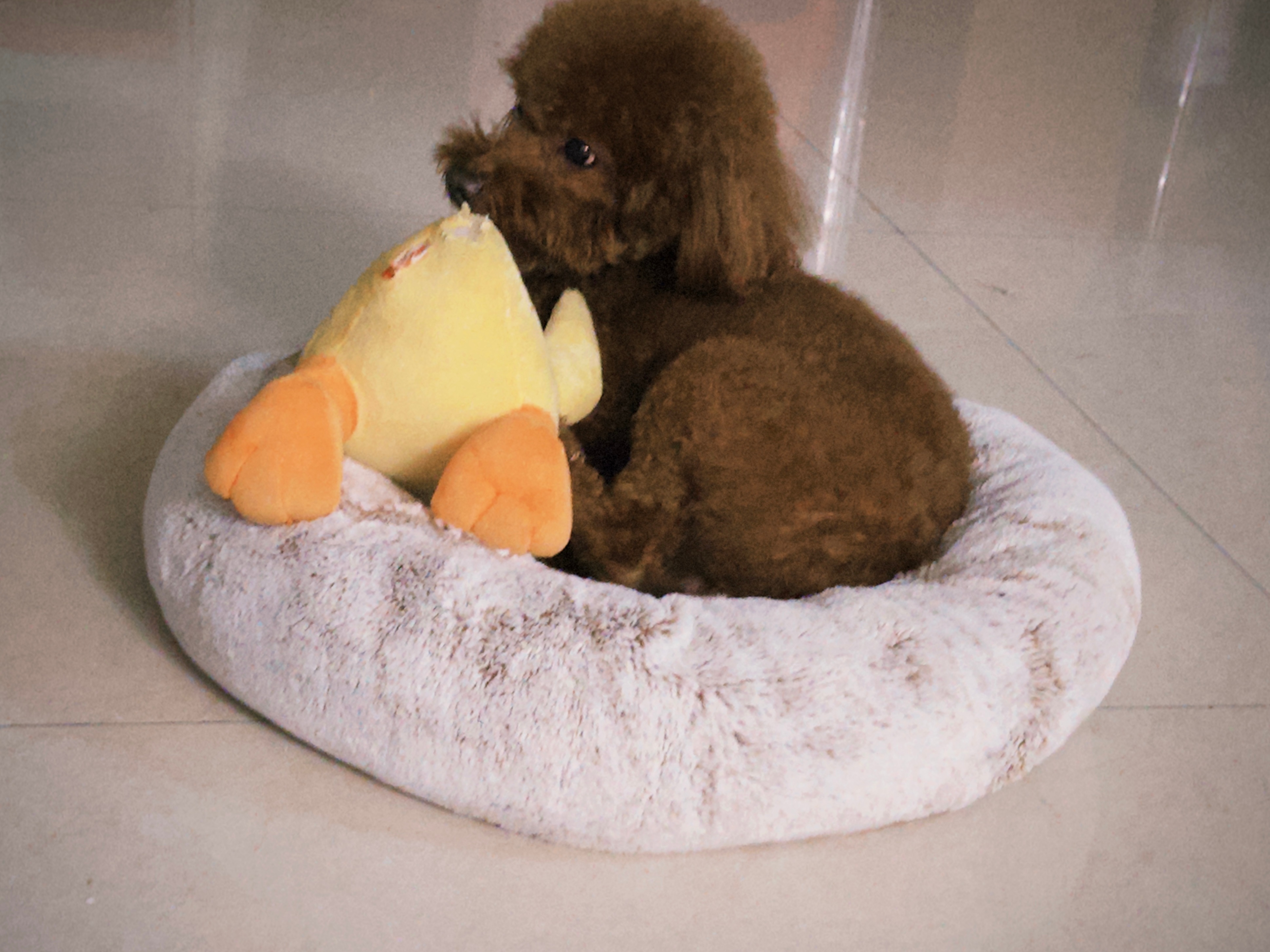 老鴨窩新址,??老鴨窩新址??