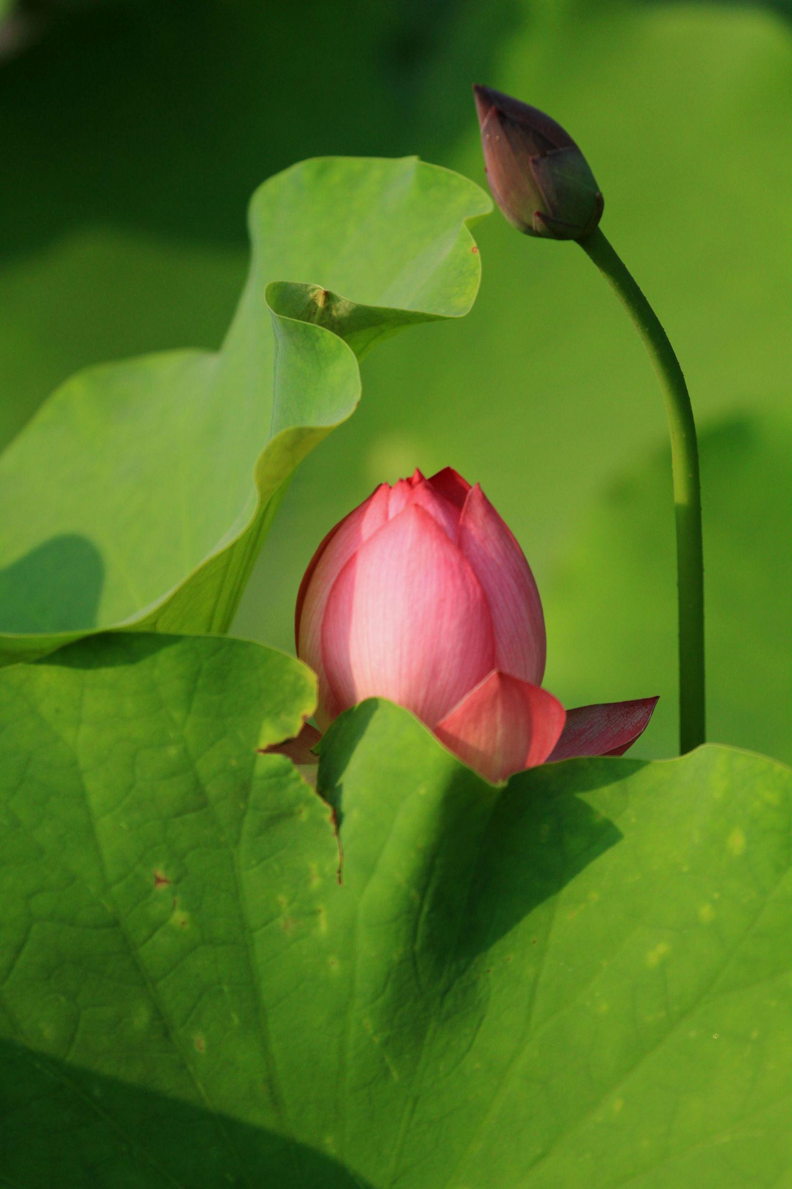 科技與藝術(shù)的結(jié)晶，最新鉆石荷花一品青蓮