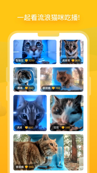 貓咪最新版本2025，探索小巷中的特色貓咪小店